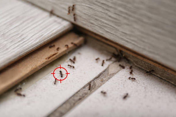 Trusted Brownsville, TX Pest Control Experts