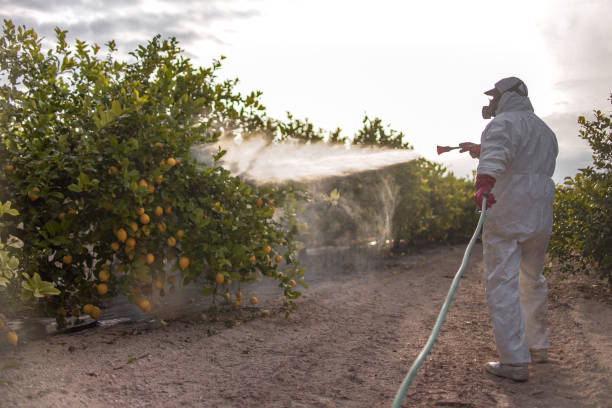 Best Wasp Removal Services  in Brownsville, TX