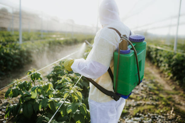 Best Termite Control Services  in Brownsville, TX